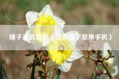 锤子手机京东（京东锤子坚果手机）